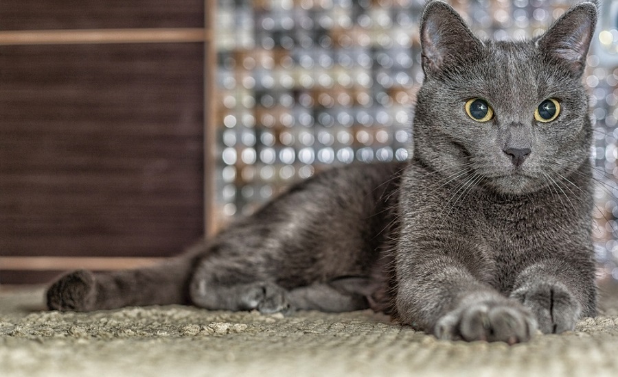 Russian Blue Cat facts