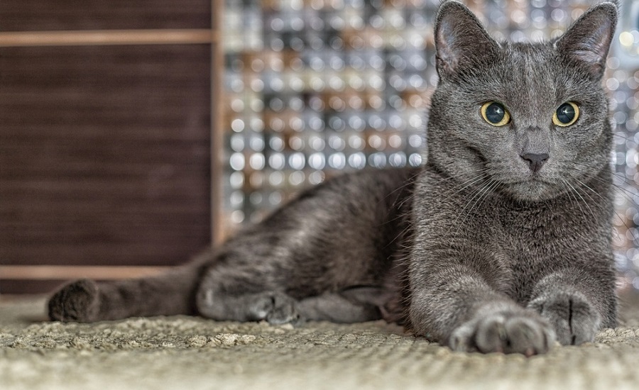 3. Russian Blue Cat Breed Information and Personality Traits - wide 5