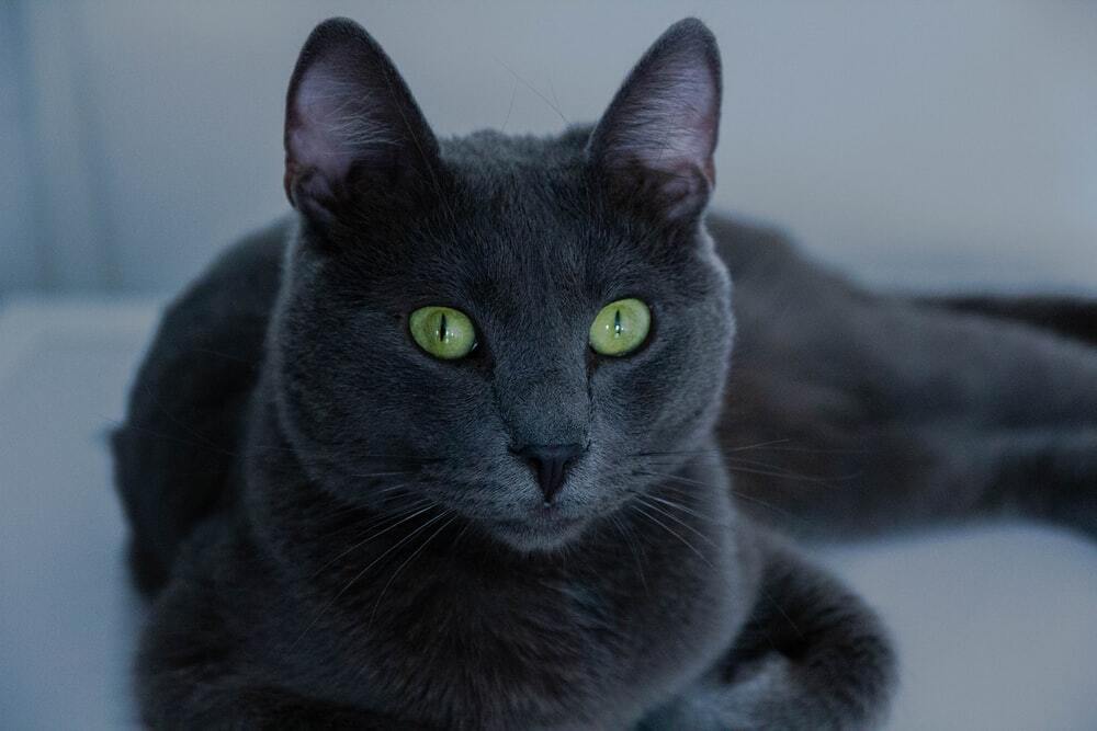 Russian Blue Cat