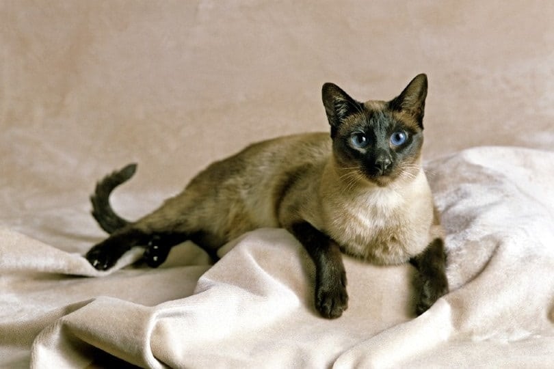 Seal Point Siamese