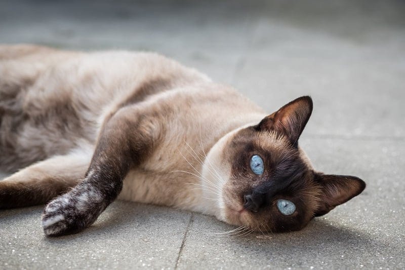 Siamese-Cat-Lifespan
