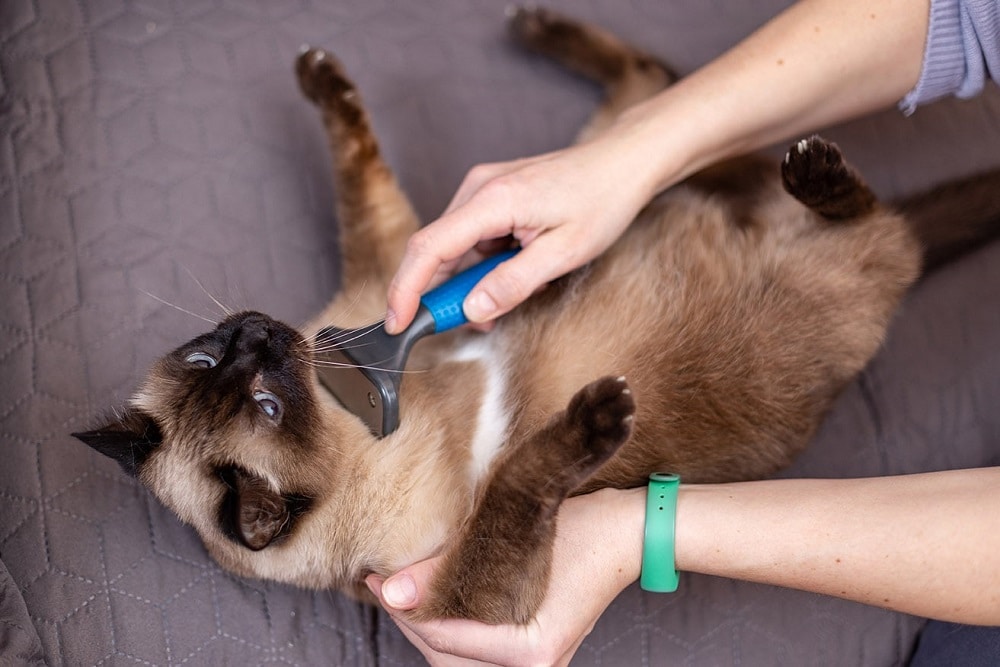 Siamese Shedding and grooming