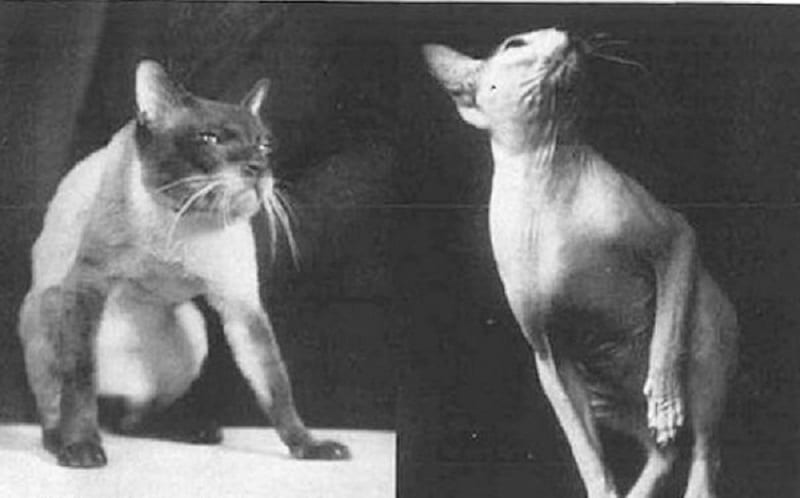 Siamese Sphynx cat History