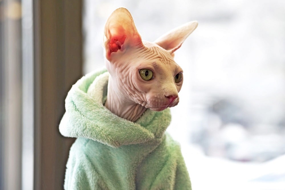 Siamese Sphynx cat care