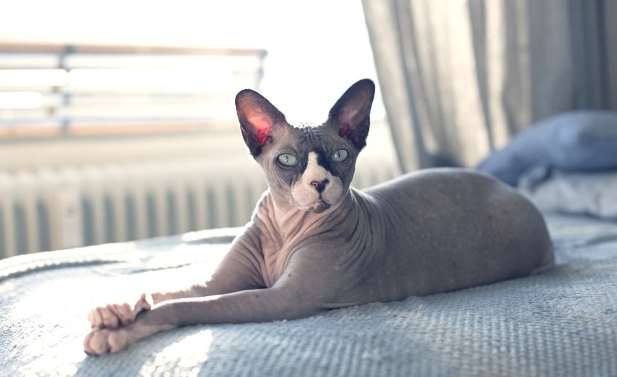 Siamese Sphynx cat facts