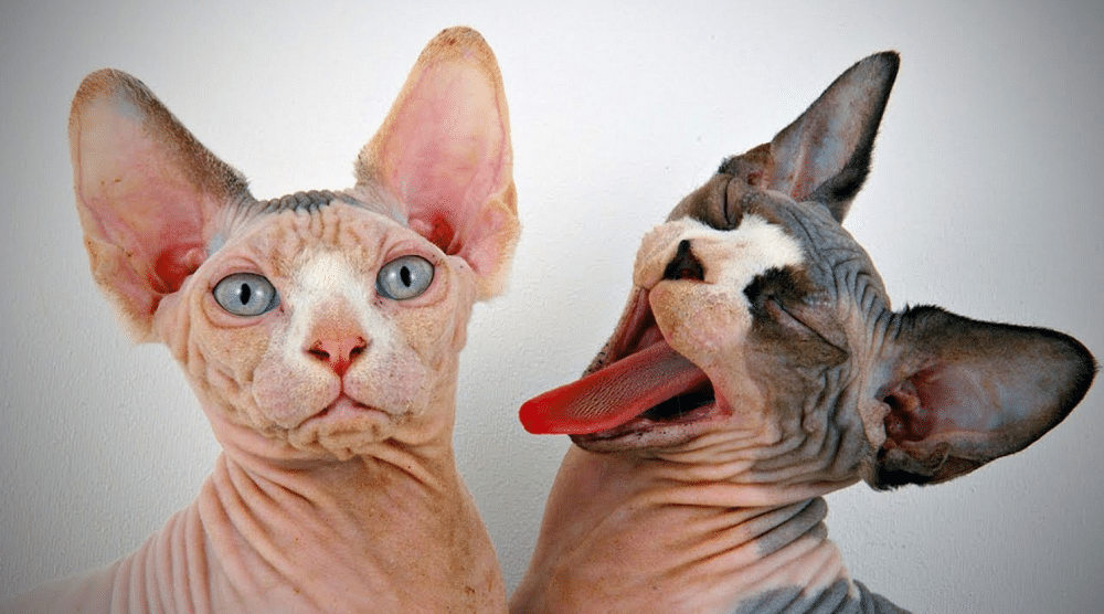 Siamese Sphynx cat fun