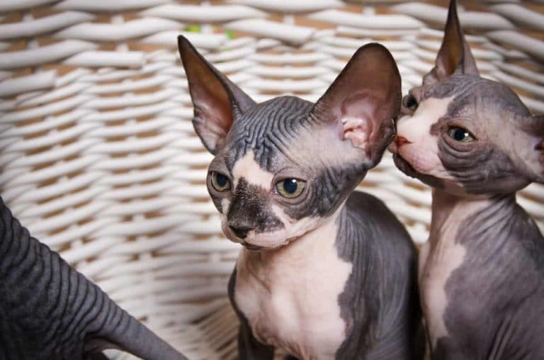 Siamese Sphynx cat: Facts, History, Characteristics - Siamese Of Day