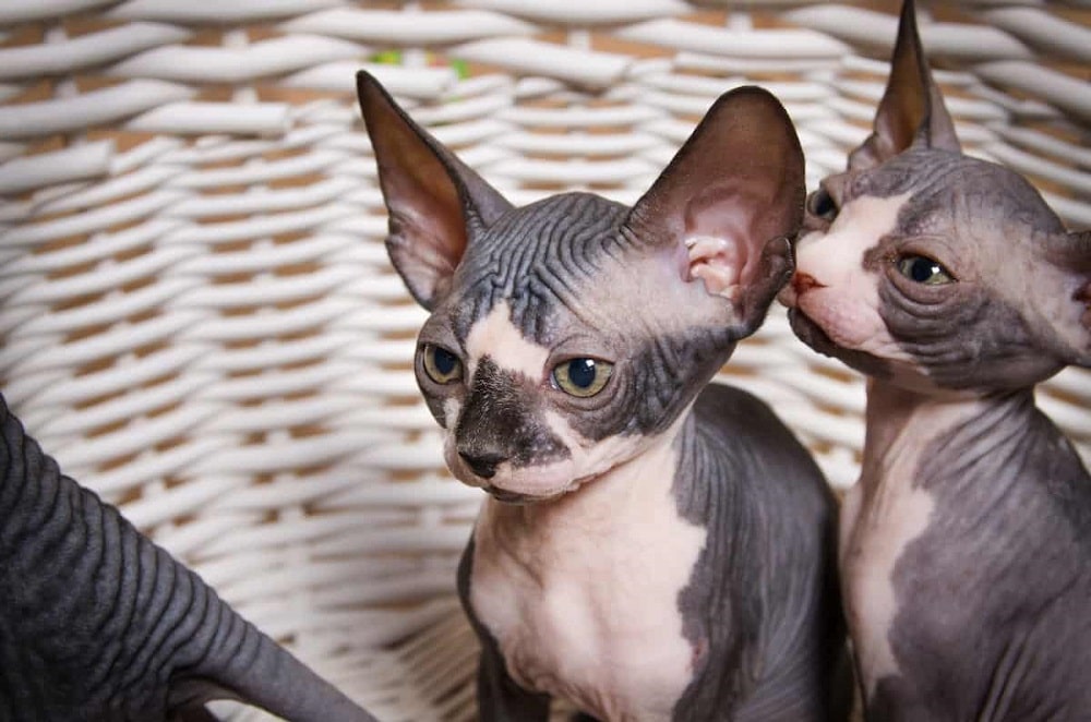 Siamese Sphynx cat's Living Needs