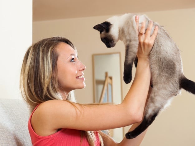 Siamese cat never stops chatting