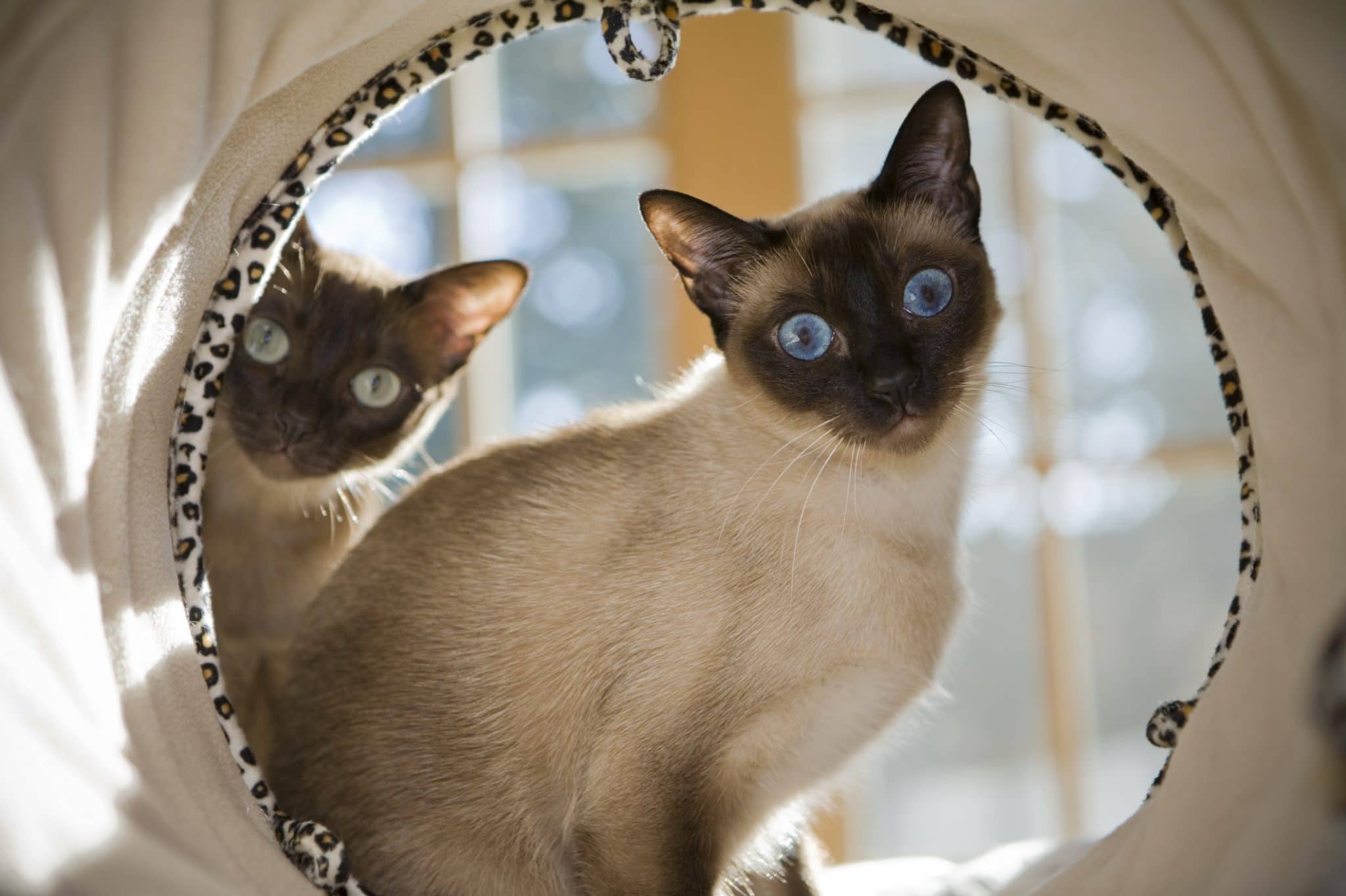 Siamese Cats All You Need To Know Siamese Of Day