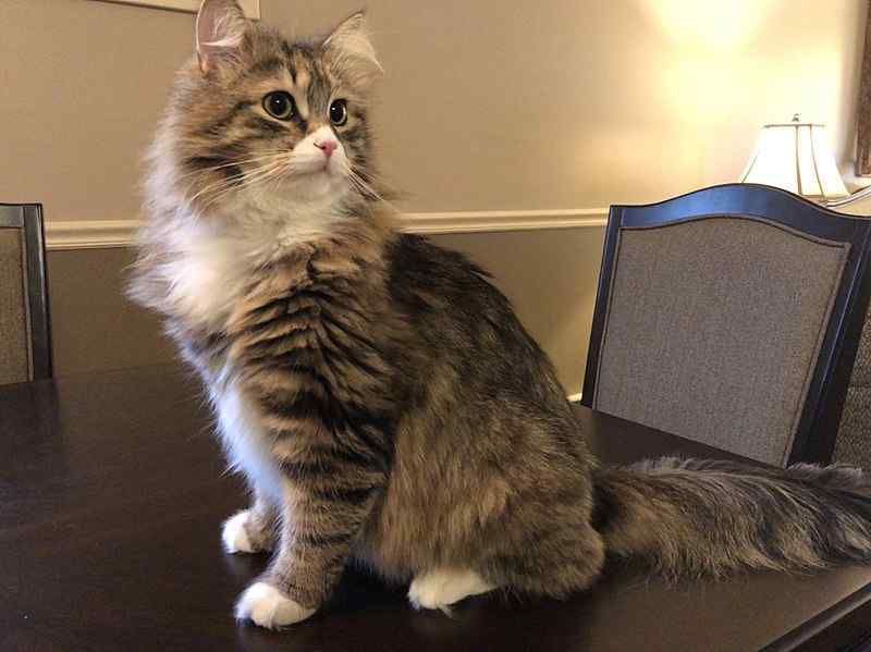 Siberian Cat Appearance