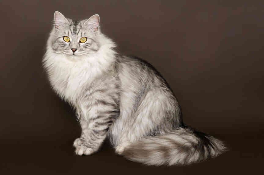 Siberian Cat History