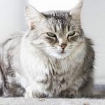 Siberian Cat - Full Profile, History, Characteristics, and Care
