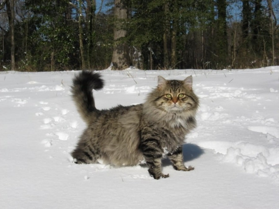 Siberian forest cat History and Background
