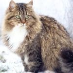 Siberian forest cat Breed Information, History, Characteristics & Facts