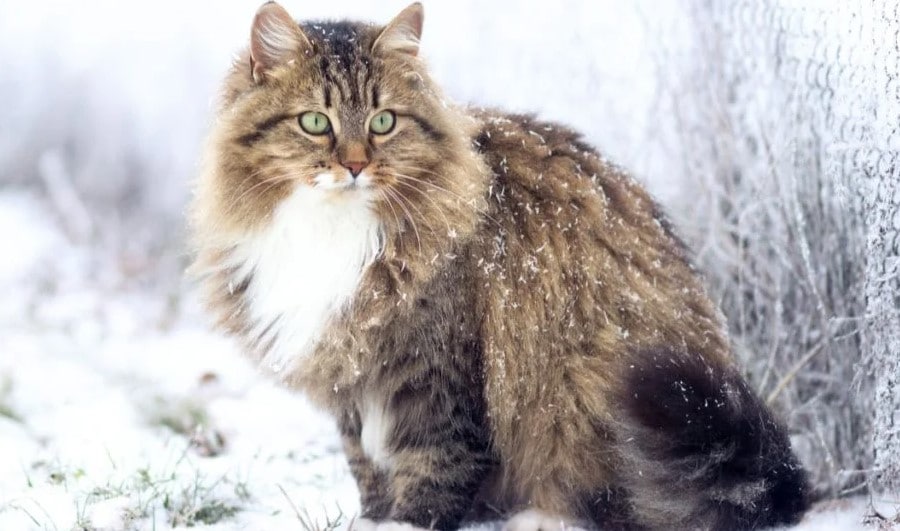 Siberian forest cat facts