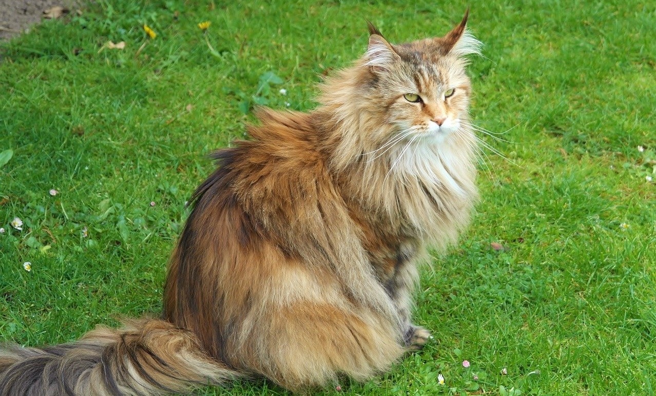 The health of Siberian forest cat