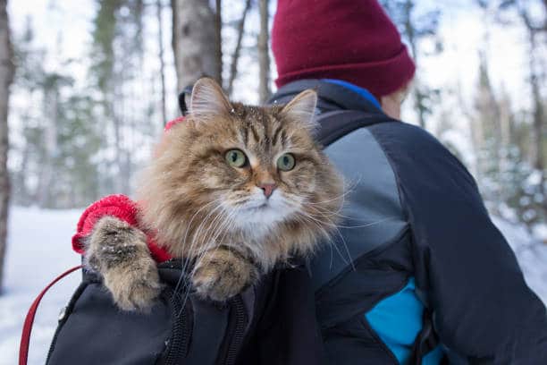The personality of Siberian forest cat