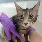How to bath a Cat and Survive! (Without Getting Scratched)