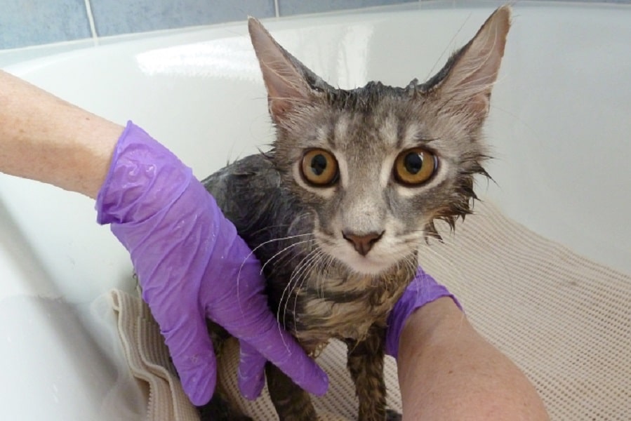 bath a Cat and Survive