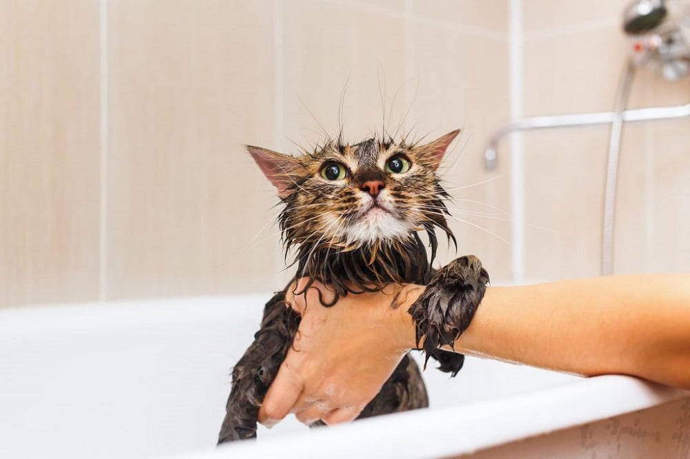 bath a cat