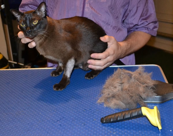 burmese cat grooming