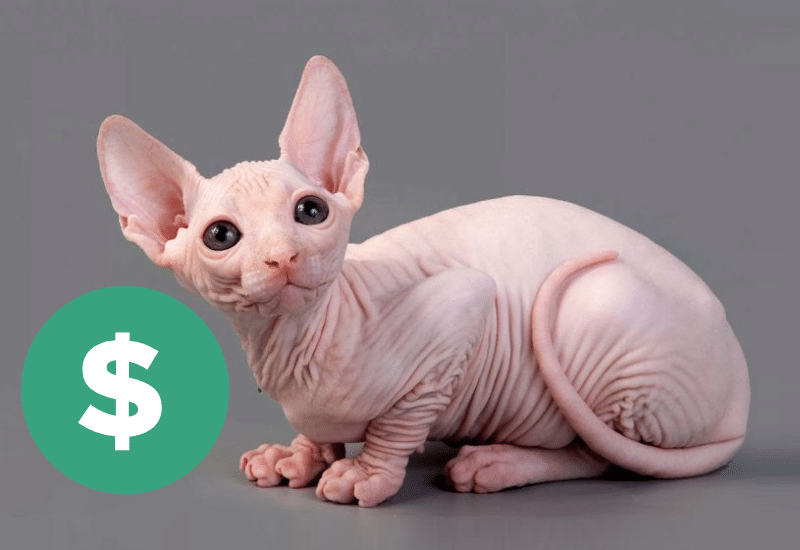 hairless Siamese price