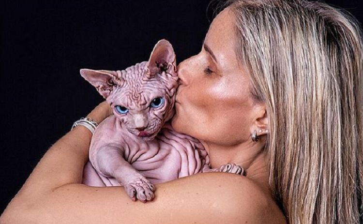 hairless Siamese