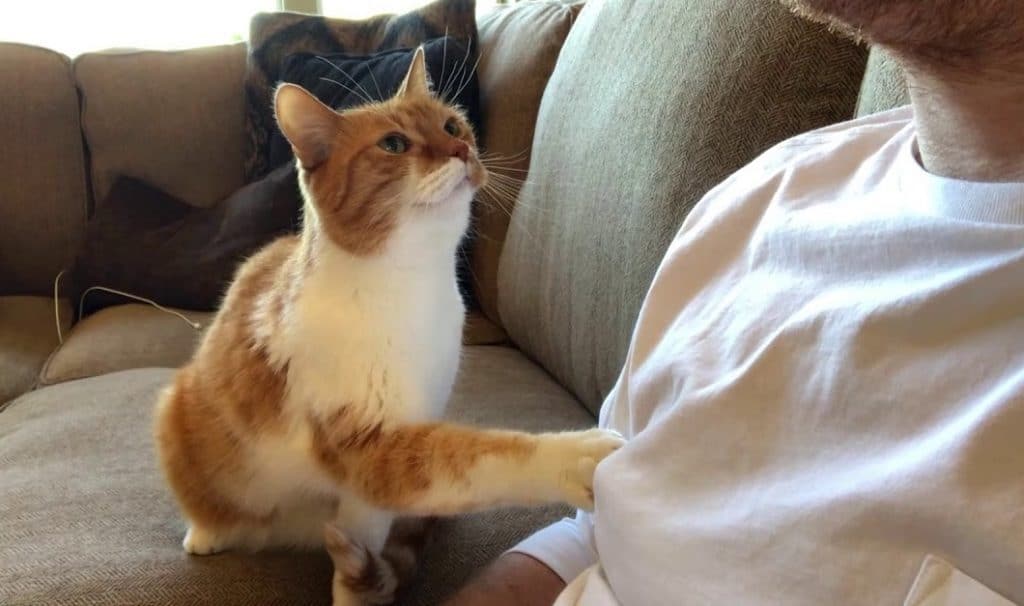 Why Does My Cat Lick Me? Reasons & When to Be Concerned Siamese Of Day