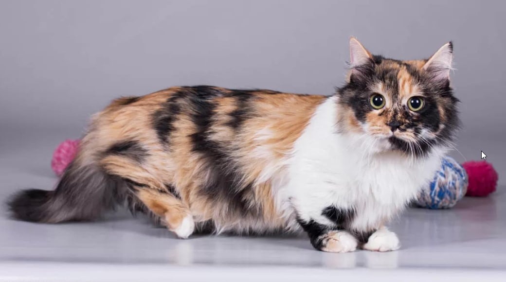 munchkin cat Appearance