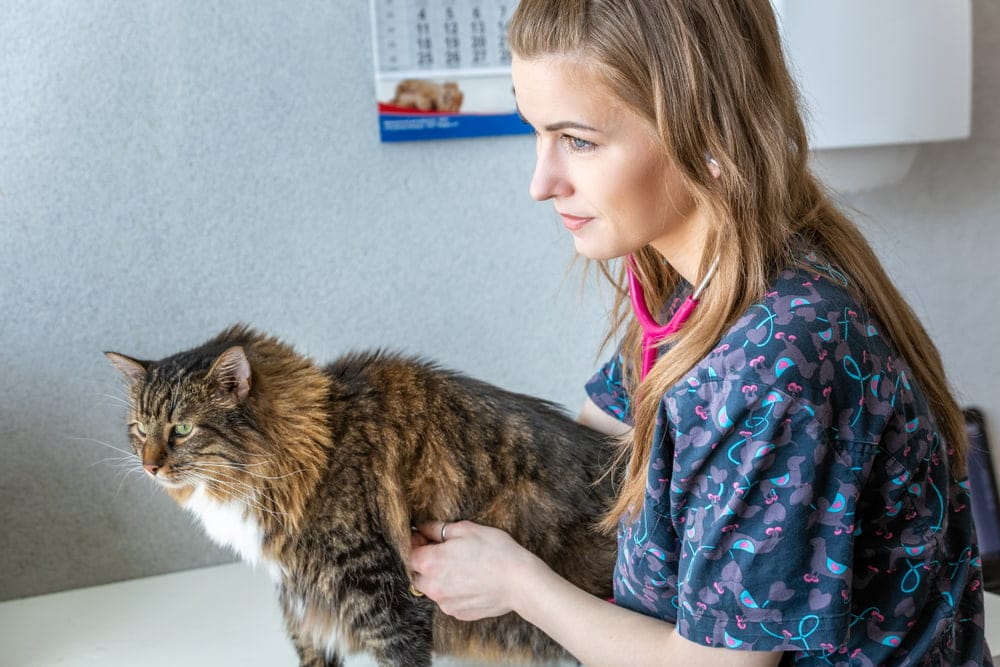 norwegian forest cat Health