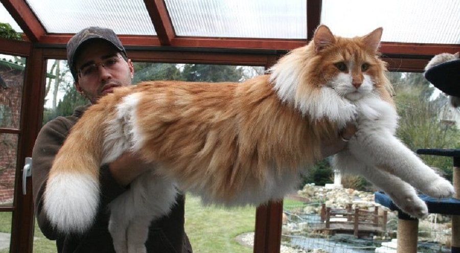 norwegian forest cat Size