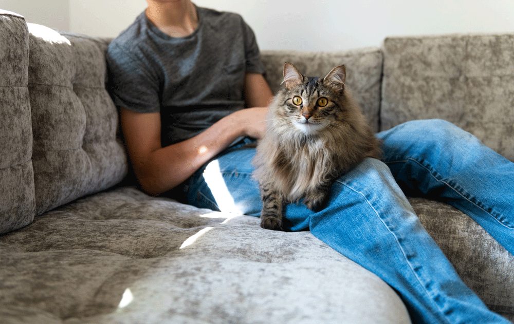 norwegian_forest_cat_caring _personality
