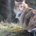 Norwegian Forest Cat Breed Information, History, Characteristics & Facts