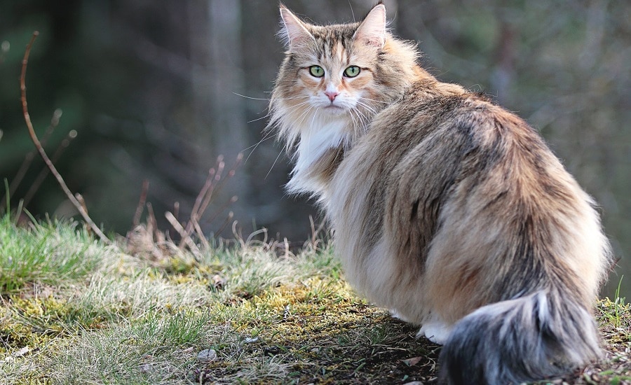 Norwegian Forest Cat Breed Information, History, Characteristics ...