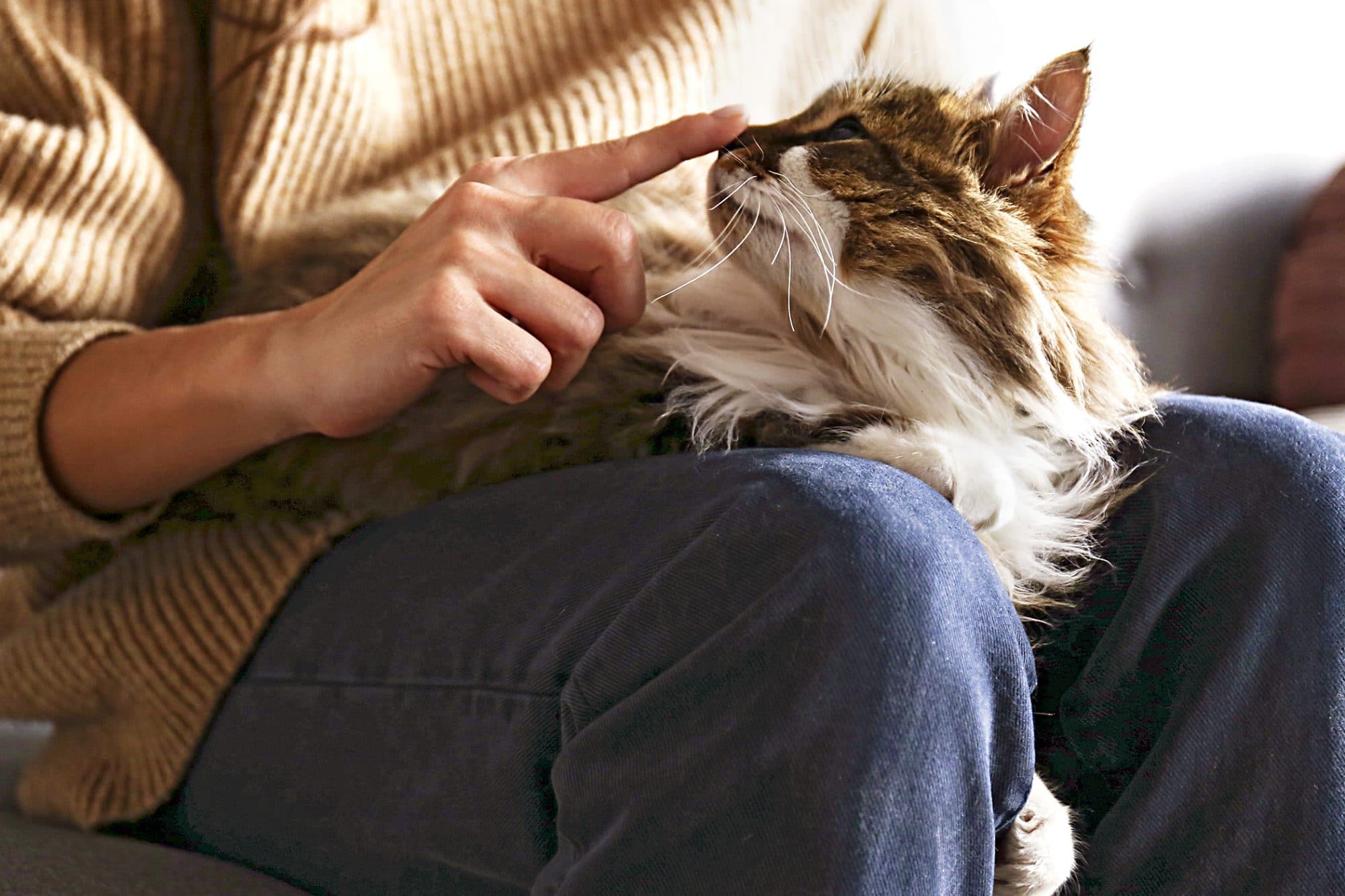 personality of Siberian Cat