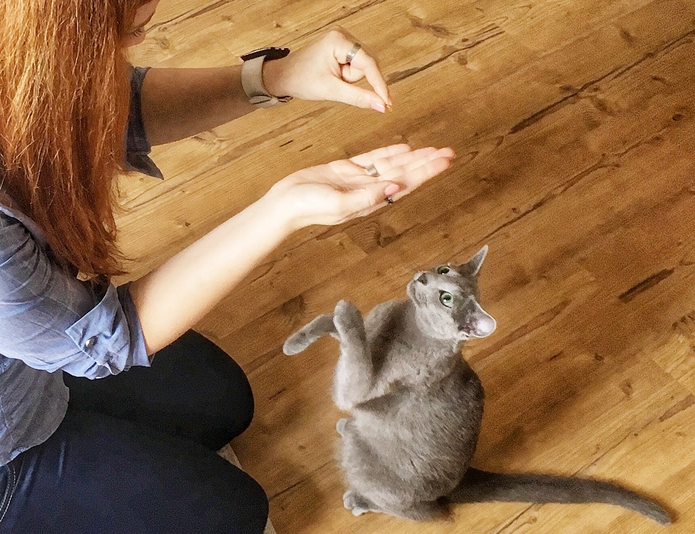 russian blue cat Training