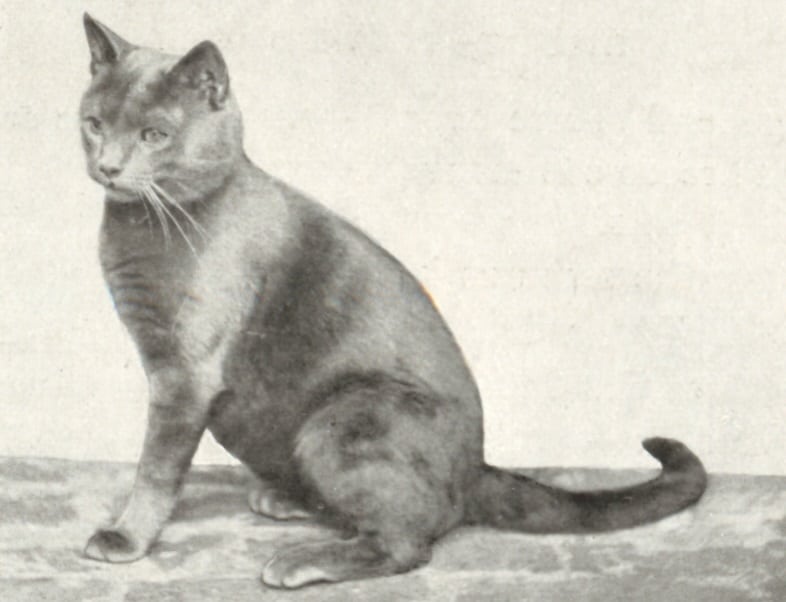 russian blue cat history