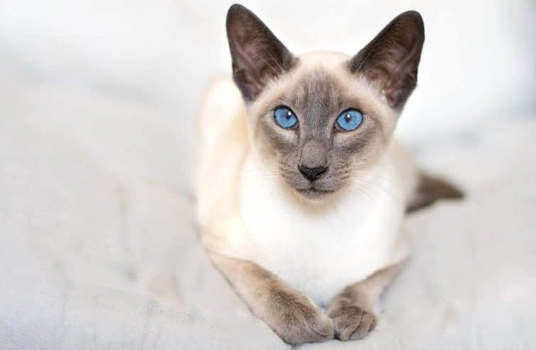 siamese-cat hair