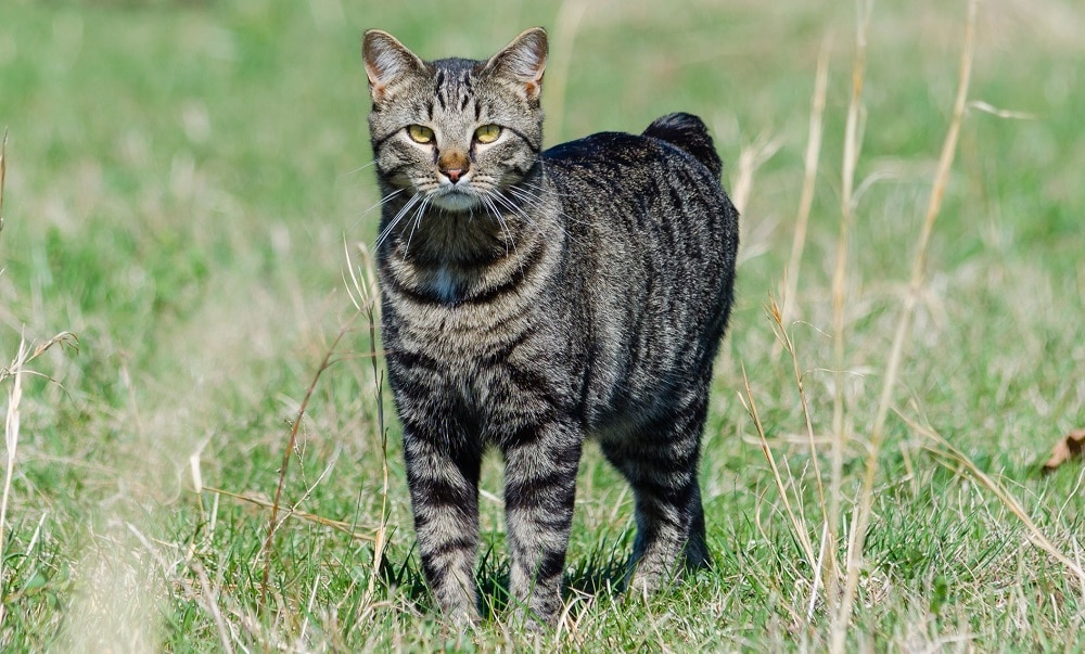 APPEARANCE OF MANX CAT