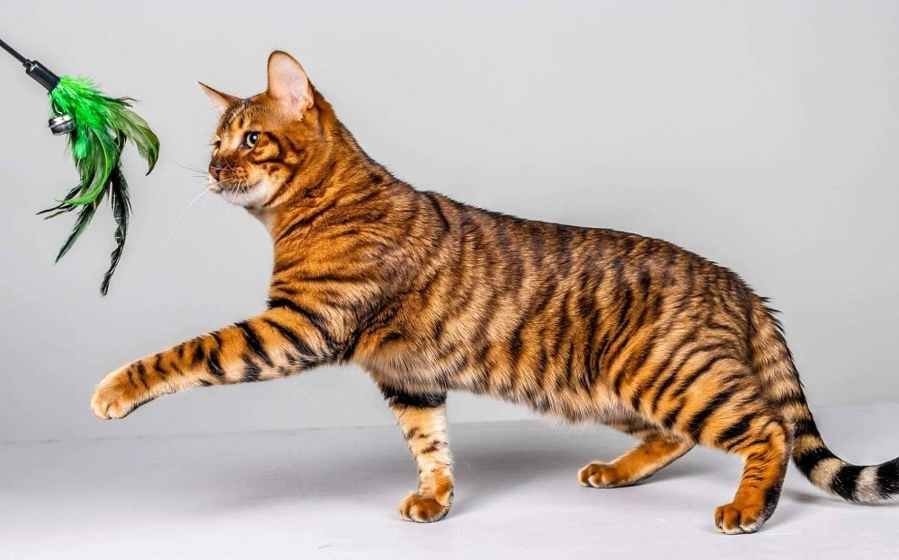 Appearance of Toyger