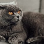 British Shorthair Cat Breed - Facts and Personality Traits
