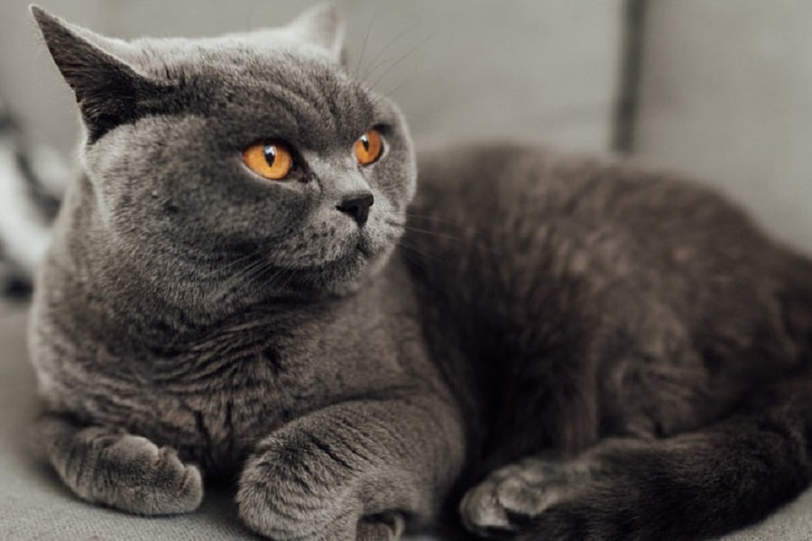 British Shorthair Cat INFORMATION