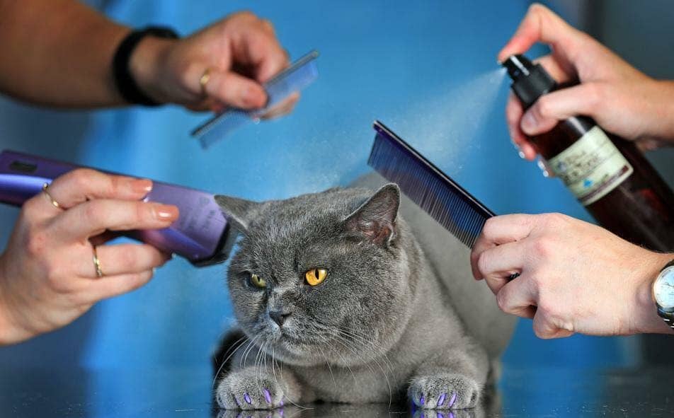 British Shorthair Cat grooming