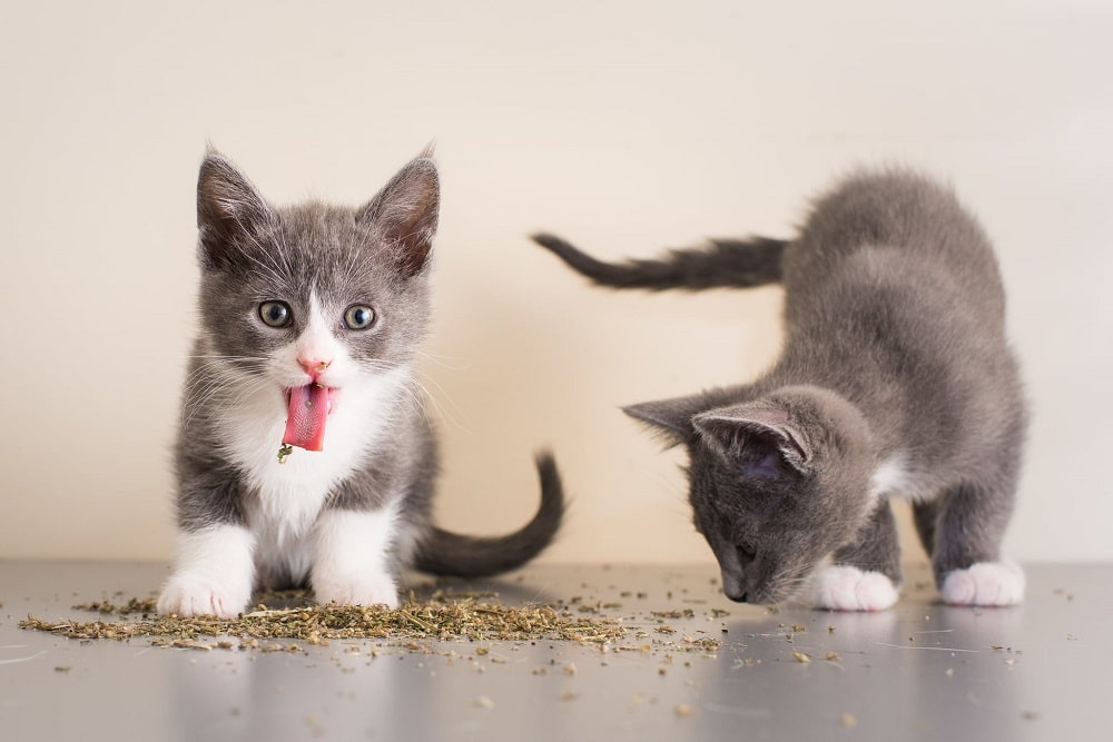 Can Kittens Have Catnip