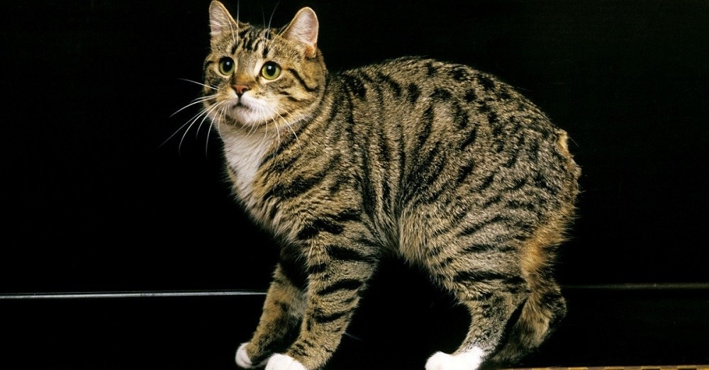 Facts about Manx cat