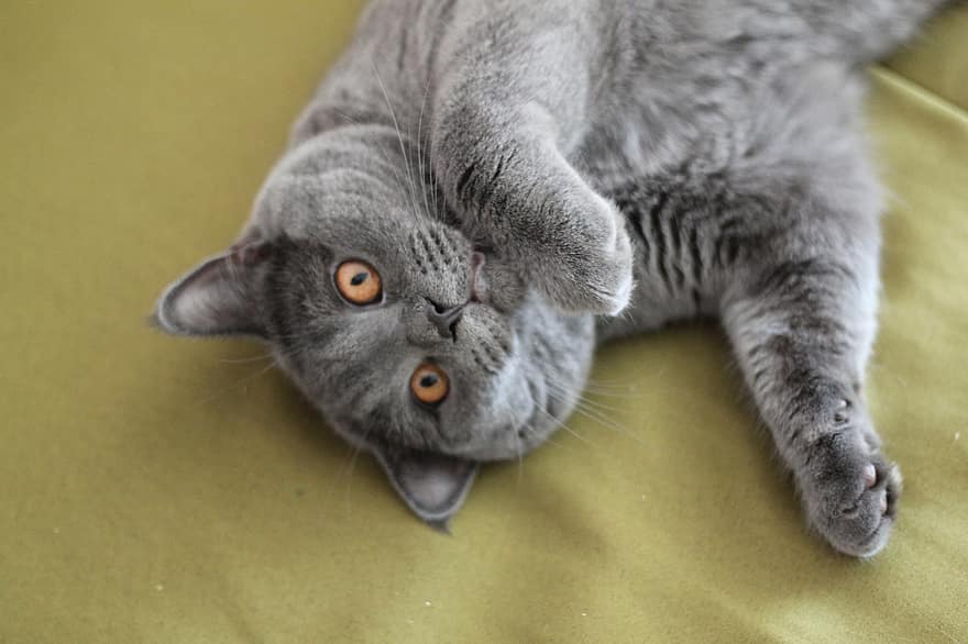 Fun Facts About British Shorthair