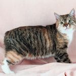 Manx Cat Breed Information, Pictures, Characteristics & Facts