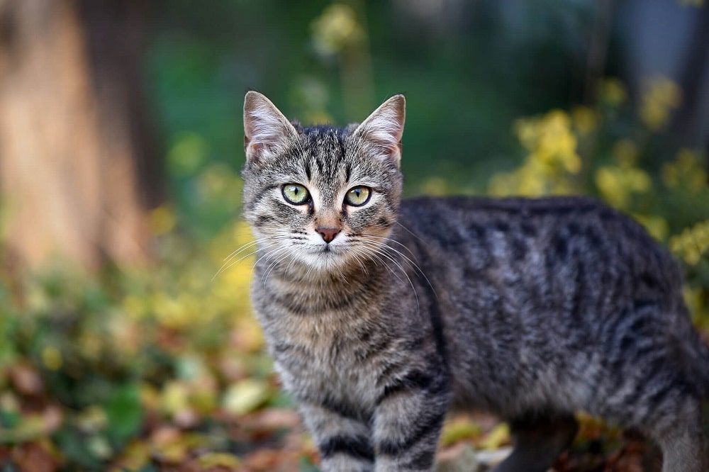 Overview of  Outdoor Cats