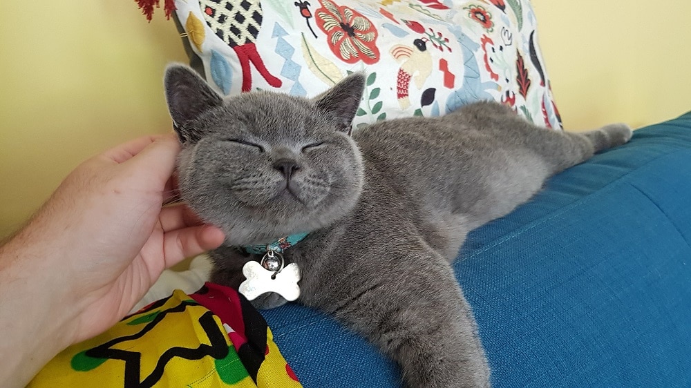 Personality Traits of British Shorthair Cat